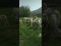 ربيع السعوديه نجران