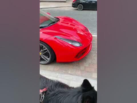 Ferrari and German Shepherd dog in Dubai - YouTube