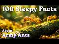 100 Sleepy Facts About Army Ants to Fall Asleep To — No Adverts