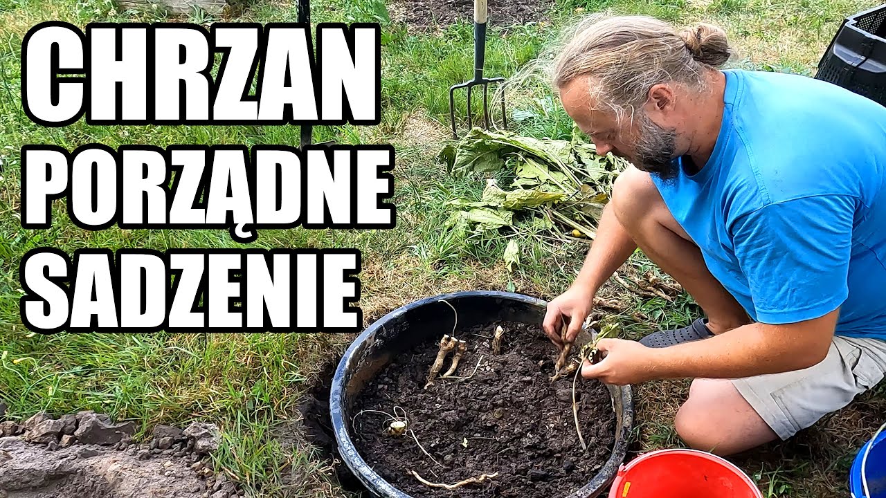 Chrzan - porządne sadzenie. Aby rósł dobrze ale pod kontrolą