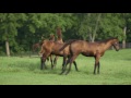 Weanling Watching at Brookdale: Friendly Rivalry
