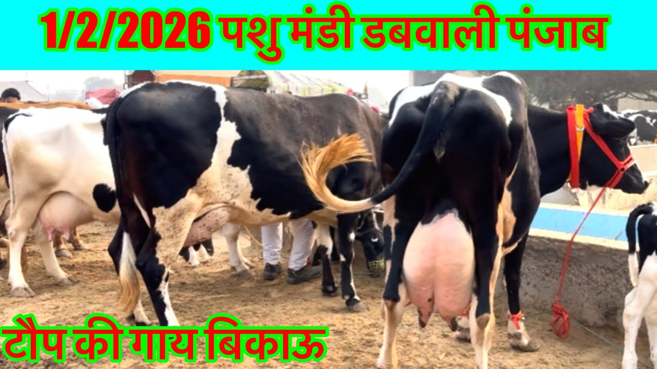 01/02/2026 ਪਸ਼ੂ ਮੰਡੀ ਡੱਬਵਾਲੀ ਦੀਆਂ ਸ਼ਾਨਦਾਰ ਗਾਵਾਂ,पशु मंडी डबवाली पंजाब हरियाणा की शानदार गाय बिकाऊ