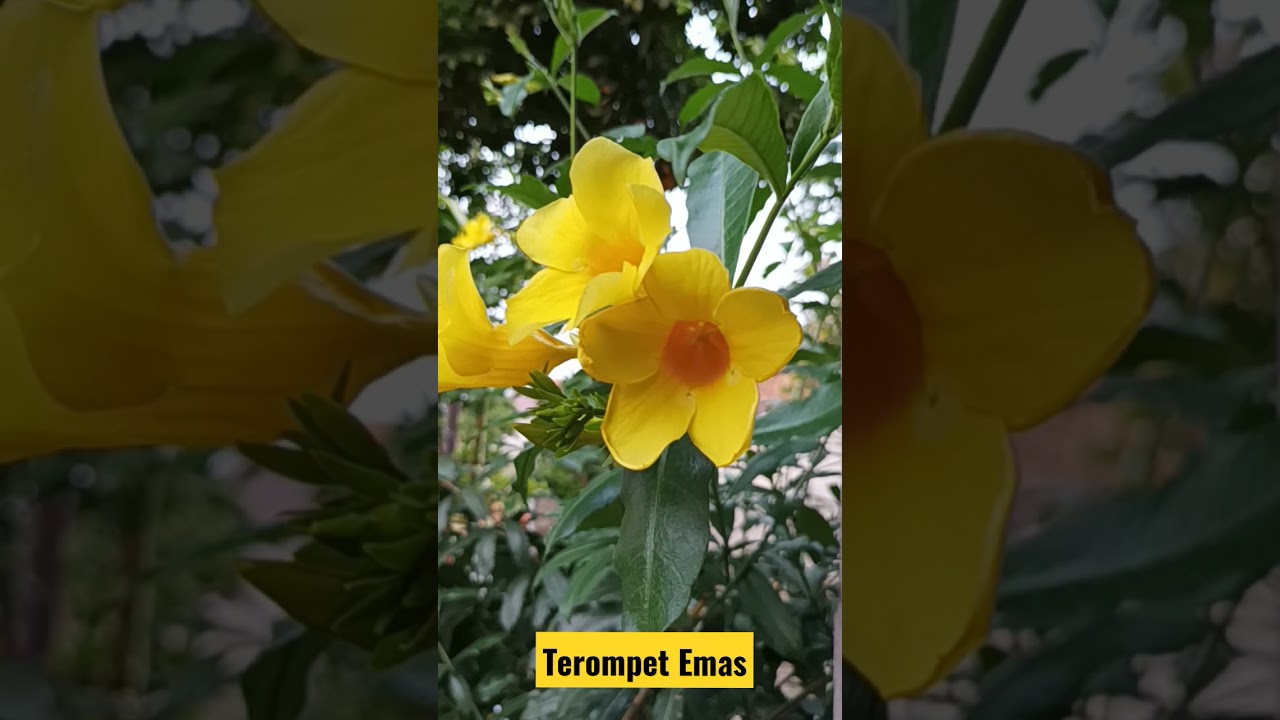 Keindahan Bunga Terompet Emas, Kuning Menyala