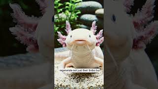 "Living Pokémon. ⚡"#Axolotl#wildlife #animals #nature