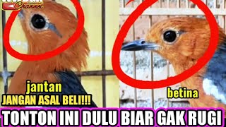 DON'T CHOOSE THE WRONG, THE DIFFERENCE BETWEEN MALE AND FEMALE RED ANIS WHEN MOULTING,