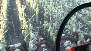 Corn Combining 2011