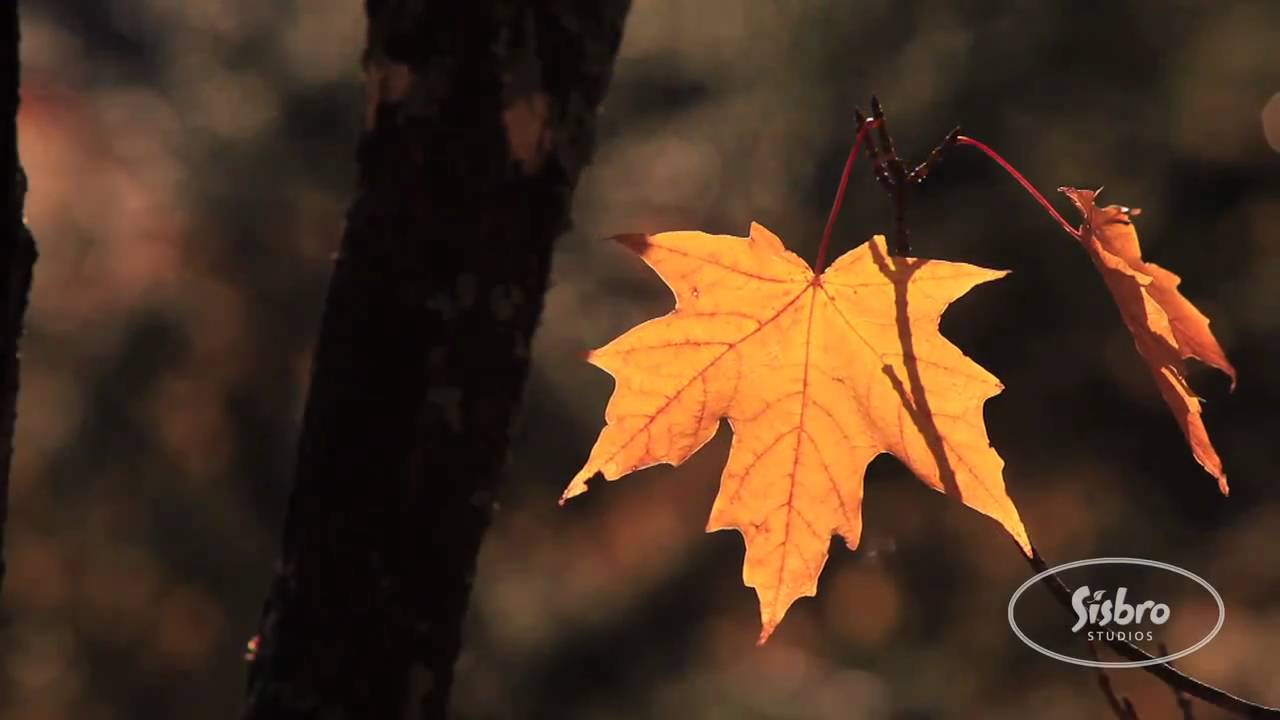 The Heartsong, a clip from First Snow in the Woods