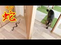 【検証】おもちゃの蛇が突然リアル蛇に変わったら猫はどんな反応をするのか　[Verification] Cat's reaction to a realistic snake toy