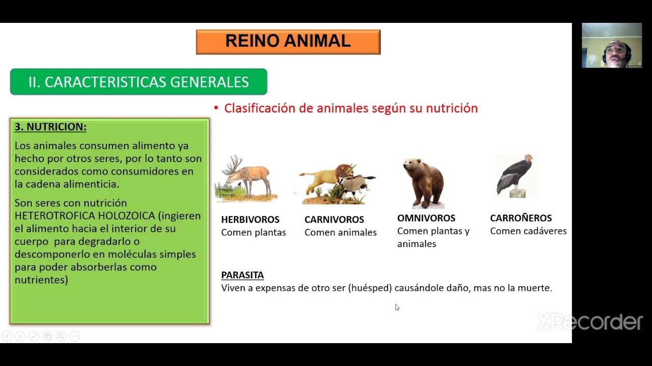 REINO ANIMAL