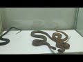 Con Rết vs 3 Con Rắn - Trận Chiến Kịch Tính - centipede vs snakes