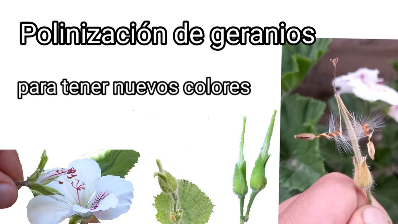 Polinizar Pelargonios, Geranios, hiedras, Malvones