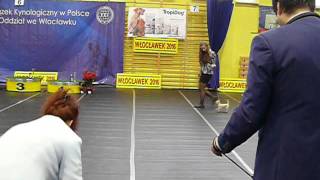 Finałowa Szóstka Best In Show Baby I Jakard Wejherstaff Bójka W Ruchu