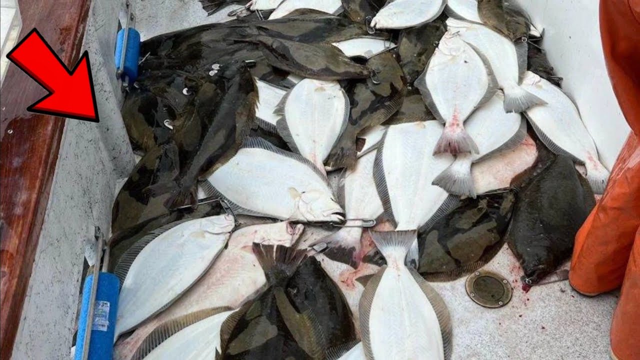 Fishing San Francisco Bay9 Striper 40 HalibutThe Pacific Dream YouTube