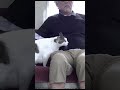 #shorts #ユーチューブ ねこうさぎ