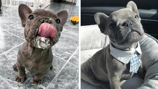 French Bulldog SOO Cute! Funny and Cute French Bulldog Puppies Compilation cute moment #6
