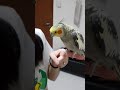 Female cockatiel whistling