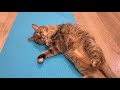 声だして腹筋トレーニングする猫