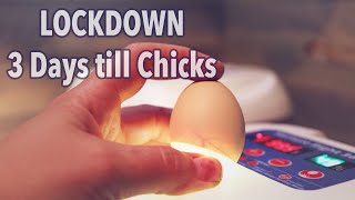 Raising Chickens Incubation Day 18 Lockdown Day  Nurture Right 360 Incubator