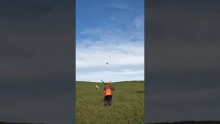 Brenda does it textbook style! #pointer #hunting #pheasanthunting #birddog #hunters #shorts #short