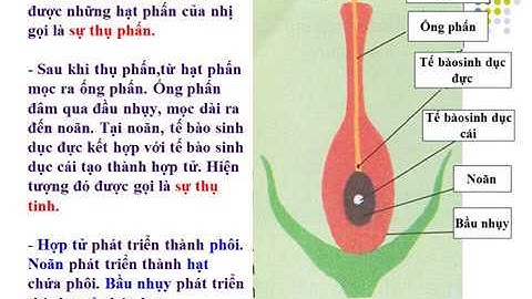 Sự sinh sản của thực vật có hoa !! Khoa học 5