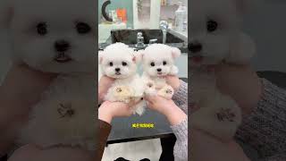 Let Me Show You Two Cute Little Bichons. Do You Prefer The One On The Left Or The Right? The Small