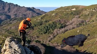 INCROYABLE battues en Corse 💥 Des sangliers en pagaille !