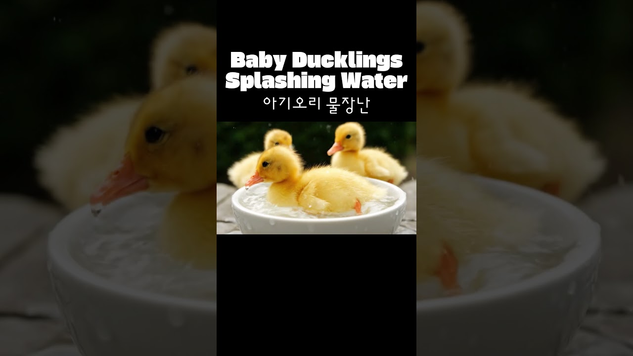 Baby Ducklings Splashing Water