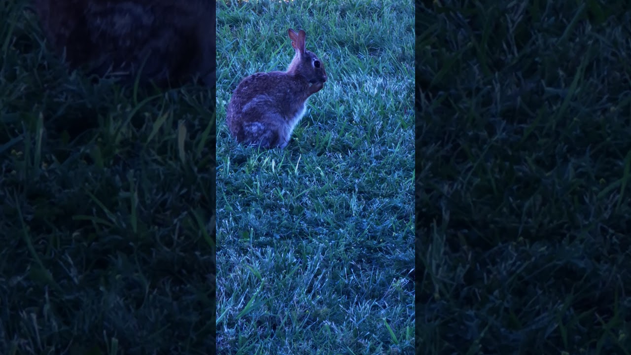 Rabbit taking a bath YouTube