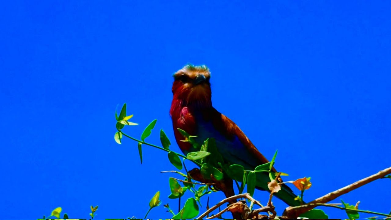 Unforgettable Wildlife Encounters at Samburu National Reserve