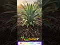 How Pineapple Grows 🍍 From SeedandFruit#shorts