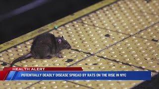 Potentially deadly disease spread by rats on the rise in NYC