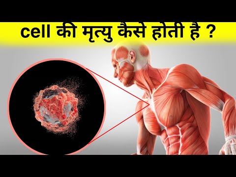 वीडियो: कोशिकाएं अपने आप क्यों नष्ट हो जाती हैं?