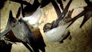 Limbang's Swiftlet Sound