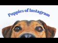 Puppies of Instagram/ The Cutest Compilation