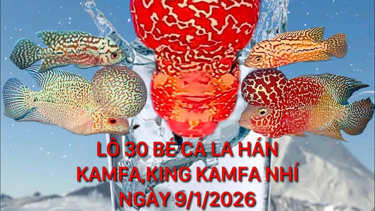 Lô 30 bé cá la hán kamfa f2,f3,king kamfa nhí chơi tết,ngày 9/1/2026,zalo 0862214123 Pi Trần