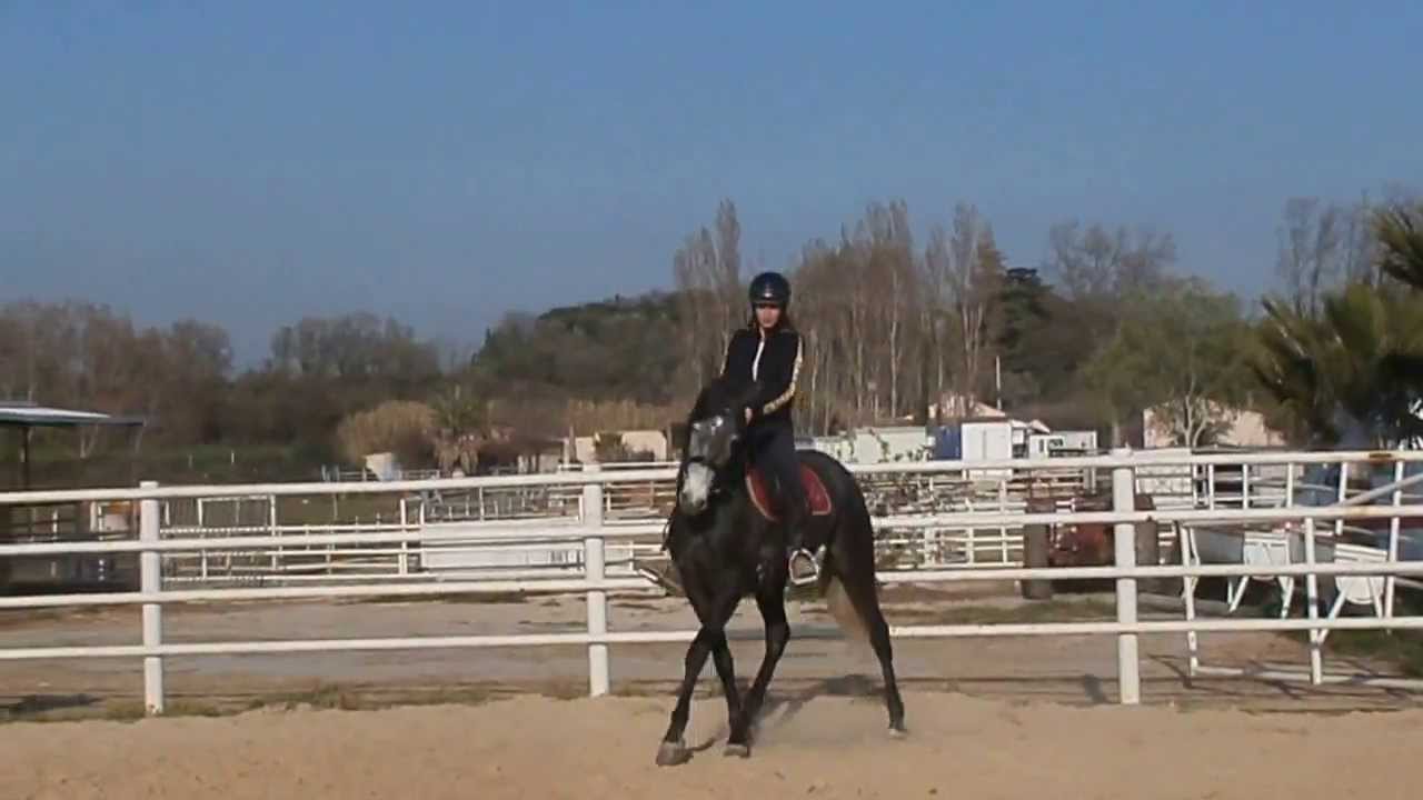 ARIZONA hanches en dedans + cession à la jambe au trot YouTube ARIZONA hanches en dedans + cession à la jambe au trot YouTube