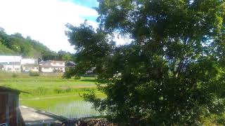 Orphan　236　Reed Mathis