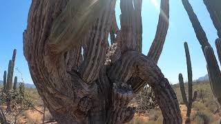 Cardon Del Desierto De Sonora