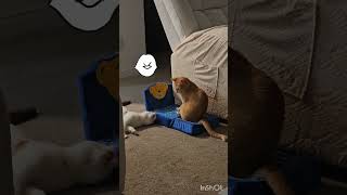 Mirinda Migajera Pimpoyo Ya Esta Operado