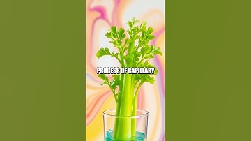 Exploring Capillary Action with Celery