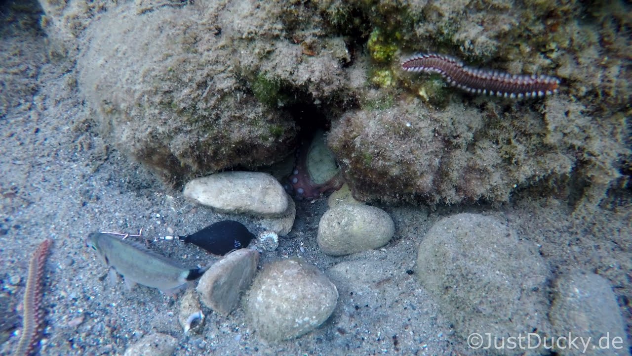 Breakfast for Octi (28.08)