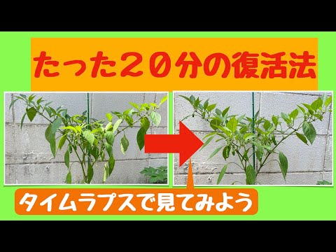 干ばつで枯れた植物を復活させる実践的なコツ
