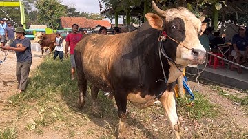 SAPI LUCU BIKIN NGAKAK WADUH SENANG SEKALI ‼️🔥🔥🔥
