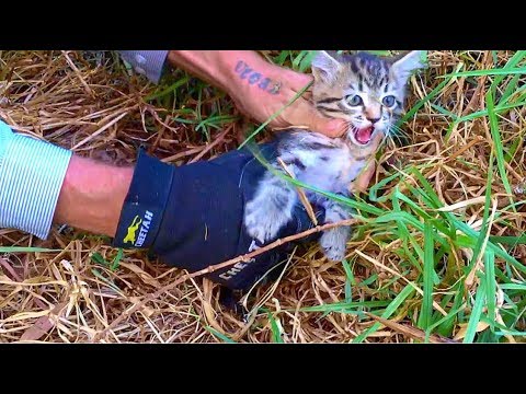 catching wild kittens