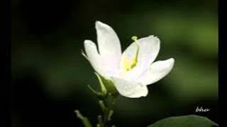 Aathmavin Pusthaka Thaalil (Chithra)