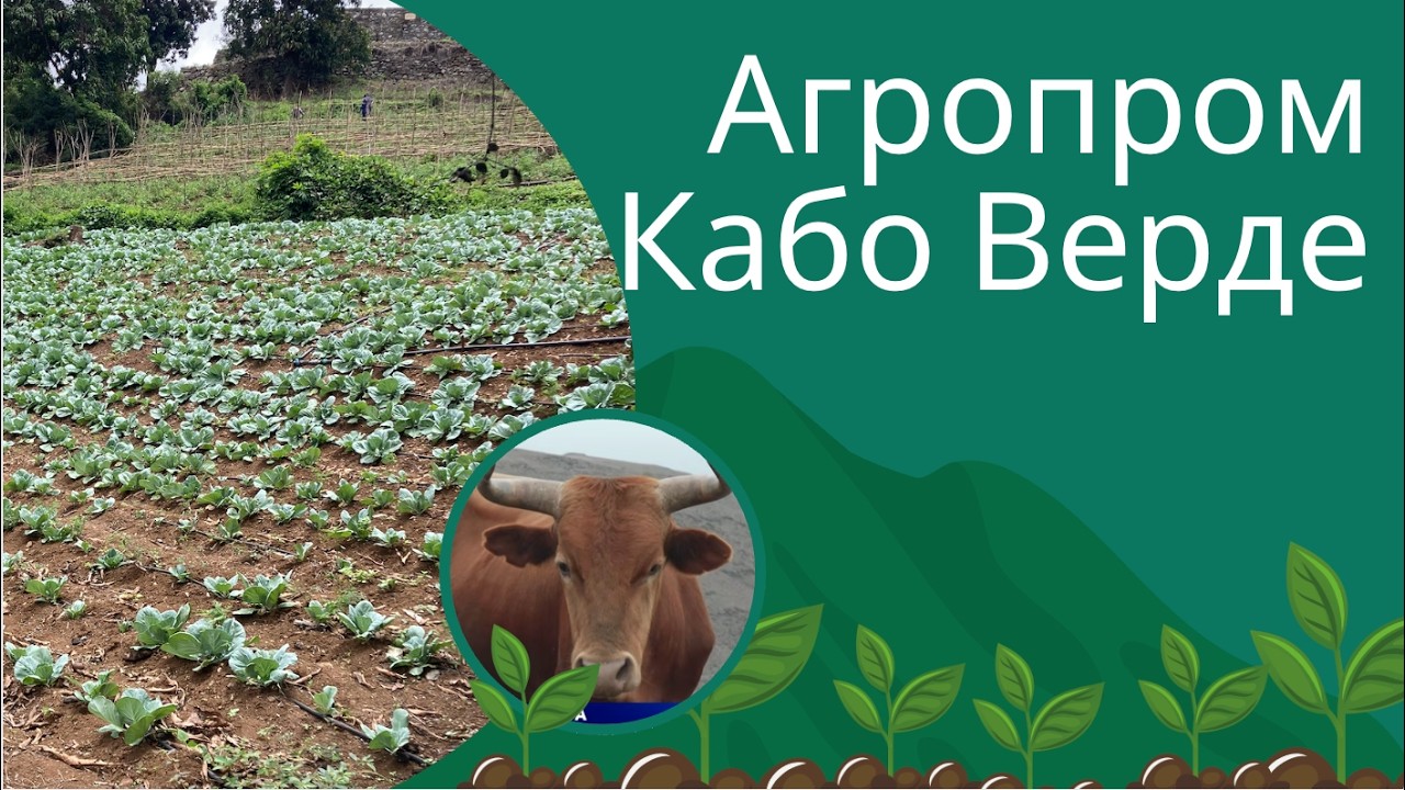 Кабо Верде: местные продукты 🥚🍠 Производство | 🐔🐏 Upranimal