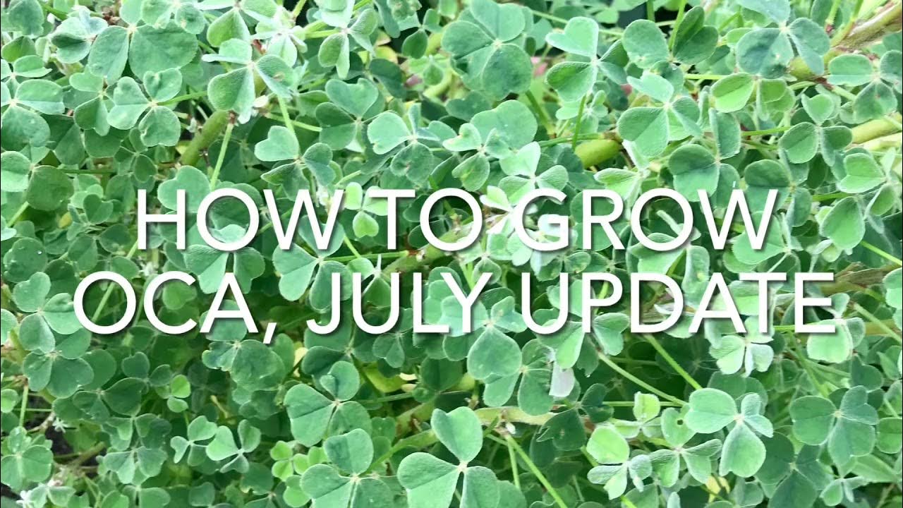 How To Grow Oca In Containers Part 3, Growing Yams In Containers