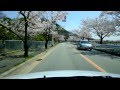 ココ道ドライブ(2013春) 西宮市北山貯水池の桜