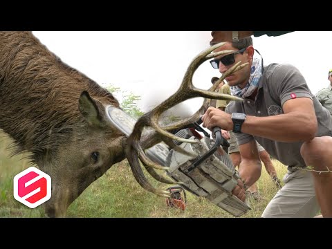 Video: Tanduk rusa (foto). Mengapa tanduk rusa? Kapan rusa melepaskan tanduknya?