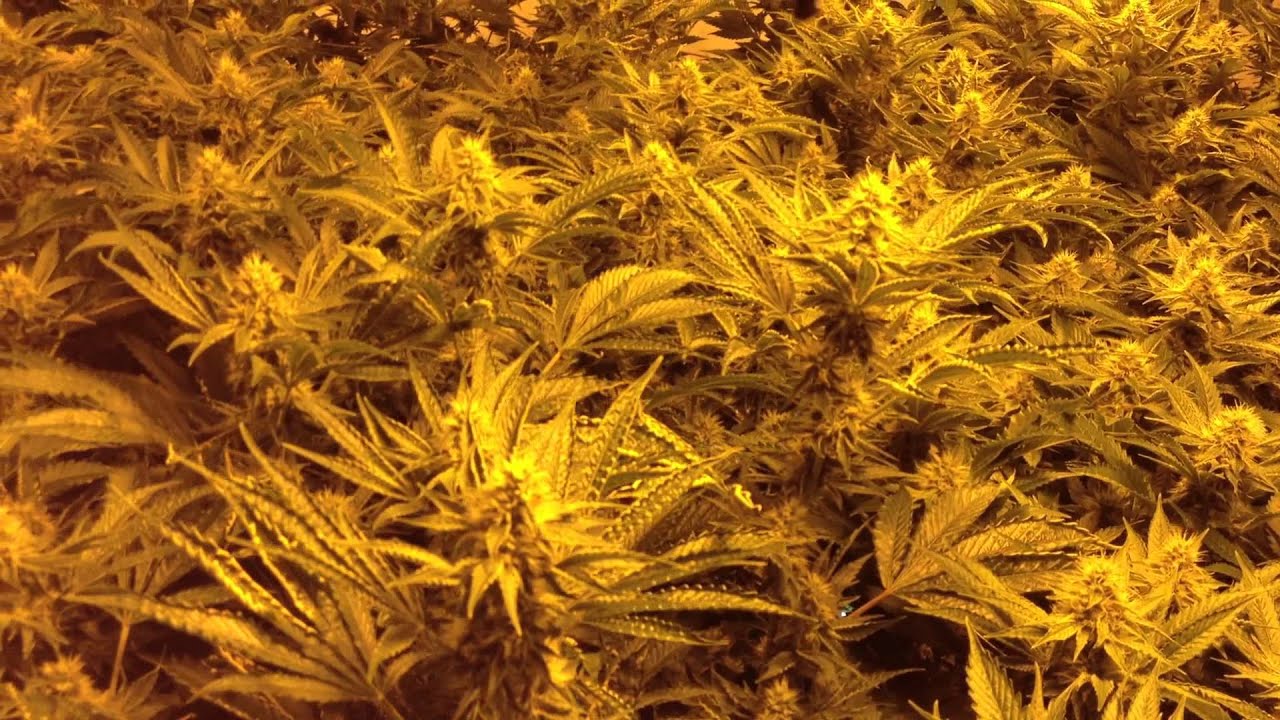 Tahoe OG 4000 Watt Flower Room Day 37